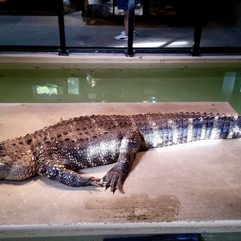 Phillips Park Zoo - Zoos Near Me - Aurora, Illinois