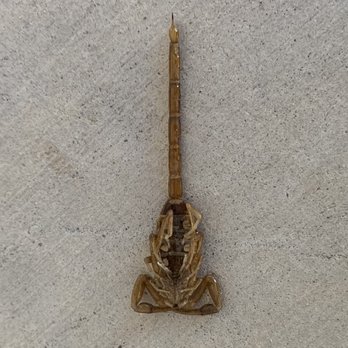 Bighorn Pest Control - Dead bark scorpion - Pest Control Near Me - North Las Vegas, Nevada Bighorn Pest Control - Dead bark scorpion - Pest Control Near Me - North Las Vegas, Nevada