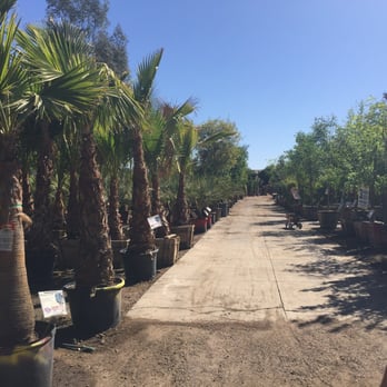 Moon Valley Nurseries - Nurseries & Gardening Near Me - Phoenix, Arizona Moon Valley Nurseries - Nurseries & Gardening Near Me - Phoenix, Arizona