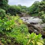 Photo of Wailuku River State Park