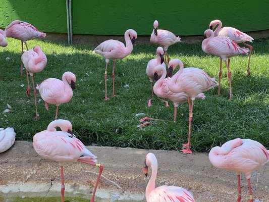 Caldwell Zoo by null