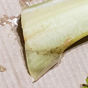 matchbox - Dirty Celery Stick - Pizza Near Me - Arlington, Virginia matchbox - Dirty Celery Stick - Pizza Near Me - Arlington, Virginia
