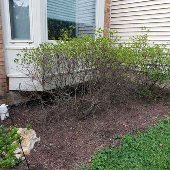 Stringfellow's Tree Service - Dying azaleas - Tree Services Near Me - Amissville, Virginia