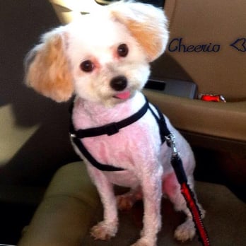 PetSmart - My pooch after Cristina's care ;) - Pet Stores Near Me - San Jose, California PetSmart - My pooch after Cristina's care ;) - Pet Stores Near Me - San Jose, California