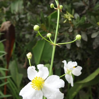Naples Botanical Garden - Potato flower in the Florida section of the garden. - Botanical Gardens Near Me - Naples, Florida
