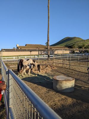 S&D Horseback Riding by null