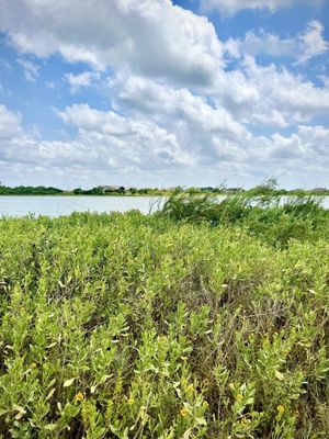South Texas Botanical Gardens & Nature Center by null