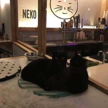 NEKO: A Cat Cafe - Themed Cafes Near Me - Seattle, Washington NEKO: A Cat Cafe - Themed Cafes Near Me - Seattle, Washington