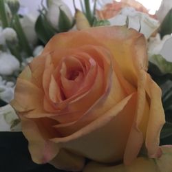 Snohomish Flower - The edges were browning on several flowers the day they were received