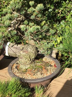 Kitano Tenmangu Shrine by null