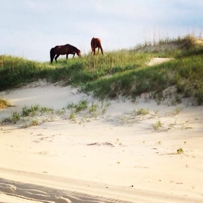 Corolla Wild Horse Fund by null