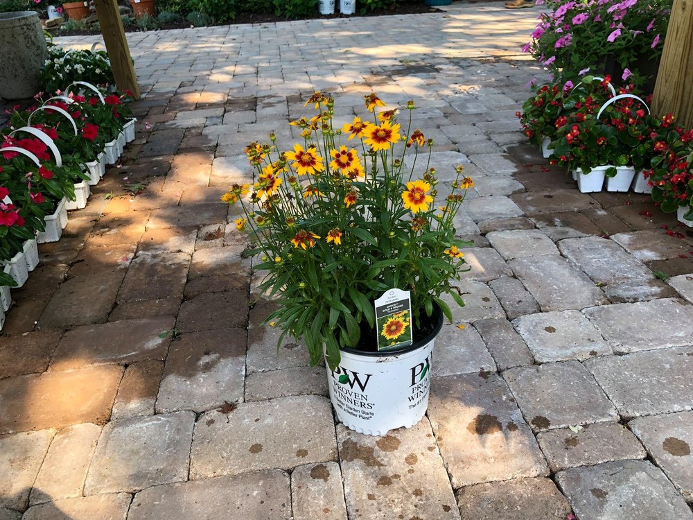 PATTERSON’S GARDEN Updated July 2024 Request a Quote 1825