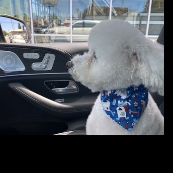Green Dog Grooming - Previous hair cut - Pet Groomers Near Me - Kent, Washington