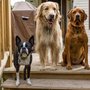 Photo of Happy Hound Dog Walking Service