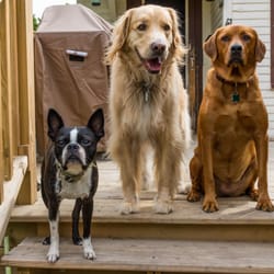 Happy Hound Dog Walking Service - We're ready for treats!