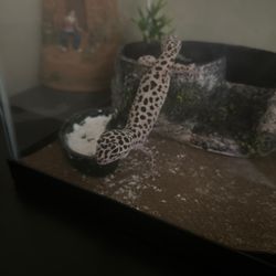 Foster's Exotic Pet Centers