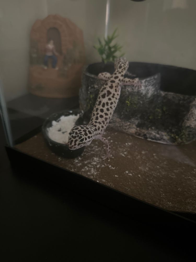 Foster's Exotic Pet Centers Image