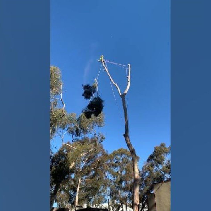 One Tripp Tree Service - tree service in San Diego, CA