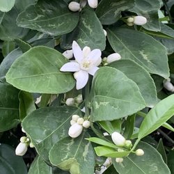 B B Citrus Farms - Orange blossoms
