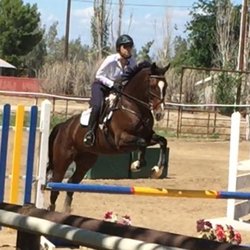 High Voltage Sporthorses