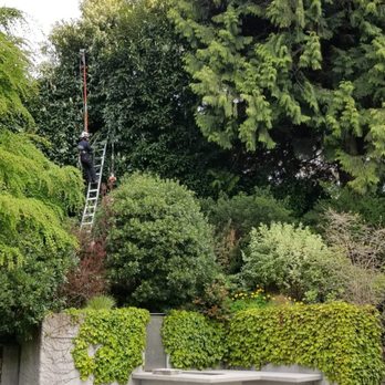 Green Barber - Tree Services Near Me
