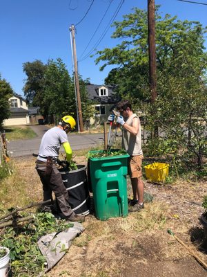 Portland Fruit Tree Project by null