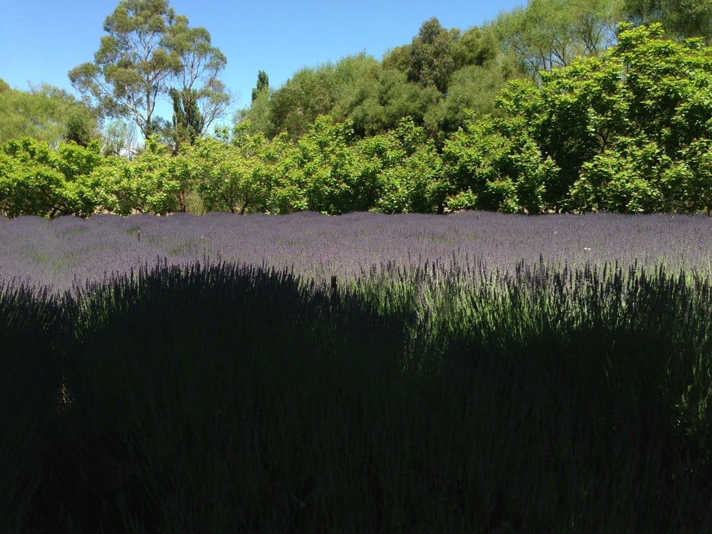 LAVANDULA TRATTORIA 350 HepburnNewstead Rd, Shepherds Flat Victoria