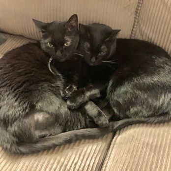 A Plus Loving Touch Pet Sitting - Bella & Amber - Pet Sitting Near Me A Plus Loving Touch Pet Sitting - Bella & Amber - Pet Sitting Near Me