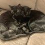 Photo of A Plus Loving Touch Pet Sitting