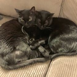 A Plus Loving Touch Pet Sitting - Bella & Amber