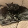 A Plus Loving Touch Pet Sitting gift card