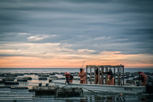 White Stone Oyster Company by null