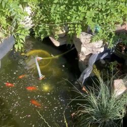 Golden Fish Aquariums - Goldfish in the pond.