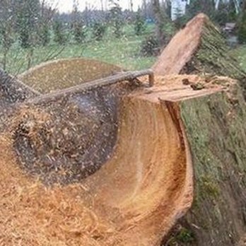 Clipper Contracting - Tree Services Near Me Clipper Contracting - Tree Services Near Me