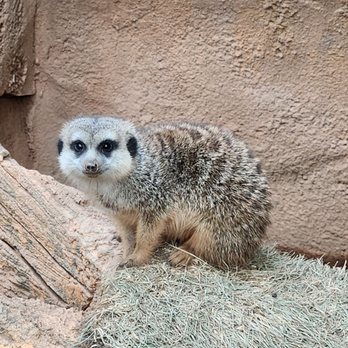 Lincoln Park Zoo - Zoos Near Me - Chicago, Illinois Lincoln Park Zoo - Zoos Near Me - Chicago, Illinois