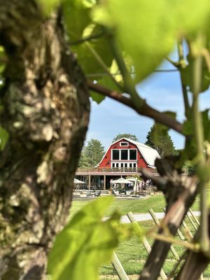 Tiger Mountain Vineyards & Wedding Venue by null