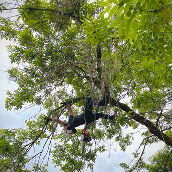 Arbornauts Tree Experts - Showing off a little - Tree Services Near Me Arbornauts Tree Experts - Showing off a little - Tree Services Near Me