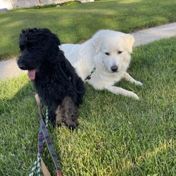 Chuck & Don's Pet Food & Supplies - Betty and Daisy are happy and healthy thanks to Chuck & Don's!