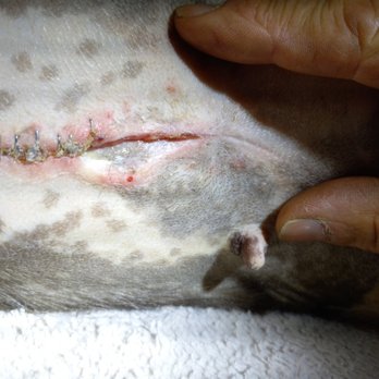 Norway Veterinary Hospital - staples not healing at all should never had been stapled at all EVER!! piss poor vets - Veterinarians Near Me - Norway, Maine Norway Veterinary Hospital - staples not healing at all should never had been stapled at all EVER!! piss poor vets - Veterinarians Near Me - Norway, Maine