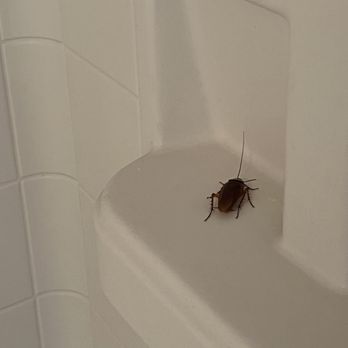 Stevens Inn - Roach in our bathroom - Hotels Near Me - Carlsbad, New Mexico Stevens Inn - Roach in our bathroom - Hotels Near Me - Carlsbad, New Mexico