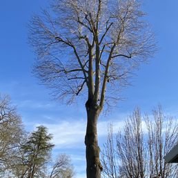This tree is so tall, but it was no problem for them to climb up there and clean it up. This tree is so tall, but it was no problem for them to climb up there and clean it up.