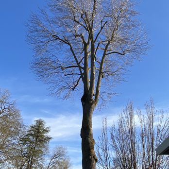 Forrest Tree Service - This tree is so tall, but it was no problem for them to climb up there and clean it up. - Tree Services Near Me - North Highlands, California Forrest Tree Service - This tree is so tall, but it was no problem for them to climb up there and clean it up. - Tree Services Near Me - North Highlands, California