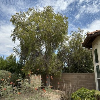 Aztreeguys - Bottle brush tree needing trimmed - Tree Services Near Me Aztreeguys - Bottle brush tree needing trimmed - Tree Services Near Me