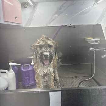 Pet’s Friend Mobile Grooming - Got sent a photo during the bath. Love it - Pet Groomers Near Me Pet’s Friend Mobile Grooming - Got sent a photo during the bath. Love it - Pet Groomers Near Me