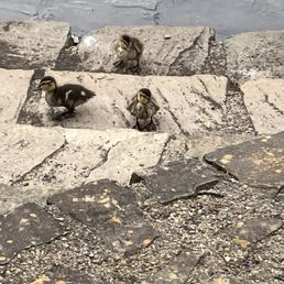 Ducks