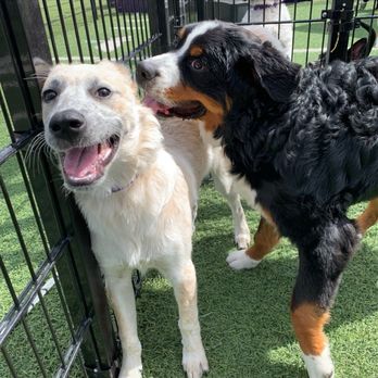 Skiptown - Dog Parks Near Me - Denver, Colorado