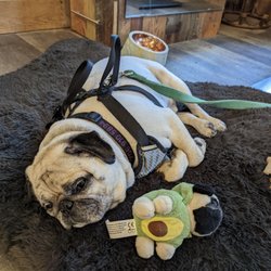 Undertone Salon & Co. - Boris the pug