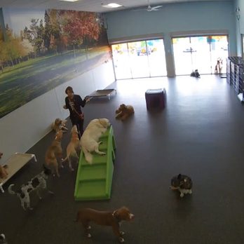 Dogtopia Houston-Galleria - My boy is at the very bottom! - Pet Boarding Near Me - Houston, Texas Dogtopia Houston-Galleria - My boy is at the very bottom! - Pet Boarding Near Me - Houston, Texas