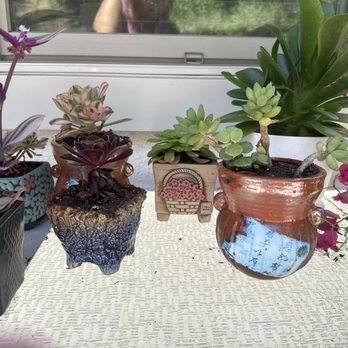 Shuna’s Succulent House - Nurseries & Gardening Near Me - Chino, California