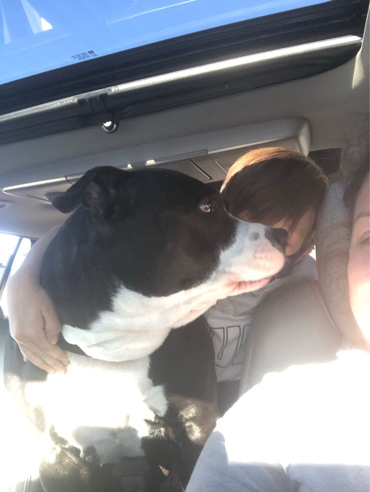 MANTAYO KENNELS & DOG SCHOOL Updated October 2024 25 Photos & 16